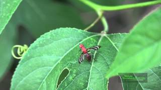 Picture Wing Fly and Ant on Passiflora EFN Aug 25 2014 4K [upl. by Scopp]