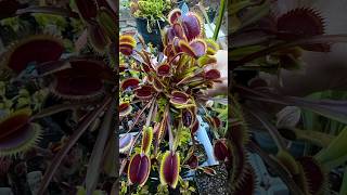 Dionaea muscioula “Amteborous” from CaliforniaCarnivores [upl. by Otirecul]