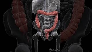 Journey Through Colon Peristalsis anatomy meded biology [upl. by Birk]