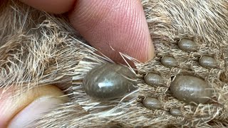 Big Ticks a lot  Remove big tick from my dog [upl. by Eissolf]