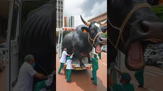 Doctor saved pregnant black cow cow cowlover animals pets rescueanimals helptheanimals calf [upl. by Nelie]