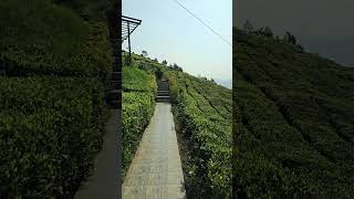 Ooty Unveiled Plunters Punch Resort on Tea Plantation Hills 🌿⛰️ TeaPlantation NatureRetreat 🍵☕️ [upl. by Htnamas]