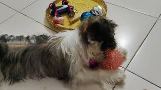 shih tzu playing with her new toysshihtzucuteness doglover cute shihtzupuppie pets [upl. by Roxane]