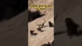 Bhotiya Dogs attack leapord  Bhotiyadogs leapordattackbhotiyadog shortsviralvideo [upl. by Ahsial]