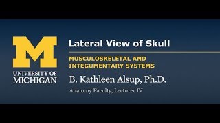 Skeletal System Skull  Lateral View [upl. by Hapte]