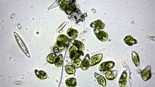 Микроскопия Euglena viridis Эвглена Зелёная и другие [upl. by Anerec806]