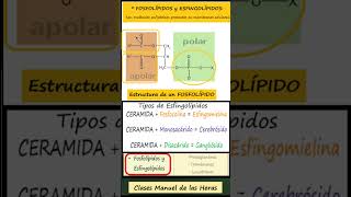 TIPOS DE LÍPIDOS BIOMOLÉCULAS BIOLOGÍA BACHILLERATO ciencia biologia cienciasnaturales [upl. by Alyahc]