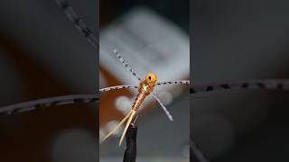 A Top Stonefly Pattern The Rocktober Stone flytyingnation flytying shorts [upl. by Ysabel]