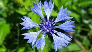 Cornflower Blue Centaurea Cyanus 💙 Images with Cornflowers  Flower 3 [upl. by Leonidas]