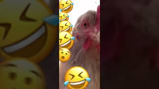 Chicken Bop funny animals comedyvideos shorts chicken funny cute black lol noticias [upl. by Lletnwahs46]