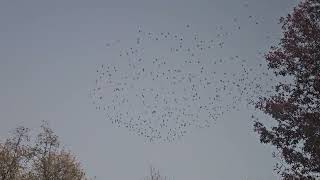 Autumn starling murmuration [upl. by Rosenthal]