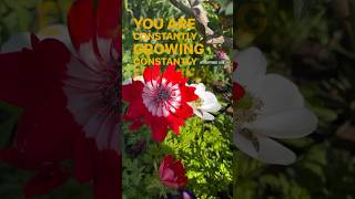 Growth 🌻 growth evolve motivation lawofattraction [upl. by Amsa]