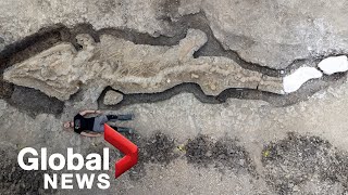 Giant quotsea dragonquot fossil from the Jurassic period discovered in the UK [upl. by Abram863]