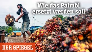 Palmölproduktion im Labor Wie das weltweit meistgenutzte Pflanzenöl ersetzt werden soll [upl. by Filomena]