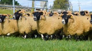 Lot 8890 Mayo Blackface Sheep Breeders Sale [upl. by Ashmead]