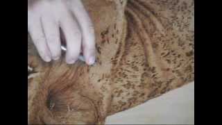 Pyrography Tips by Erik Brush Part 04 [upl. by Ahterod]