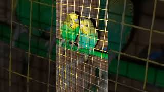 Australian parrots sound  parakeet sound [upl. by Juline690]