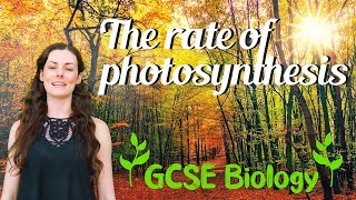 The Rate of Photosynthesis  GCSE Biology [upl. by Ethban]