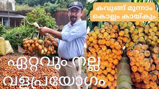 കവുങ്ങ് കൃഷി വളപ്രയോഗം  അറിയേണ്ടതെല്ലാം  Best fertilizer for Arecanut  Fertilizer Cost [upl. by Hance]