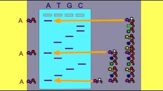 DNA SEQUENCING GEL ANALYSIS [upl. by Good]