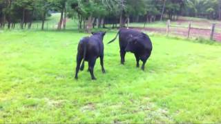 Heat Detection in Beef Cattle [upl. by Eilahs62]