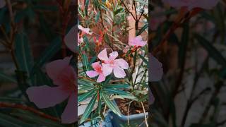 Nerium oleander is a poisonous perennial plant of the periwinkle family nerium plant flowers [upl. by Einnal]