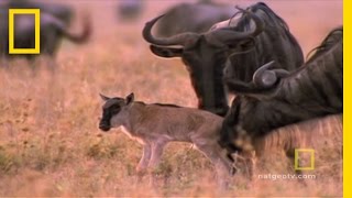 Wild for Wildebeest  National Geographic [upl. by Keven908]