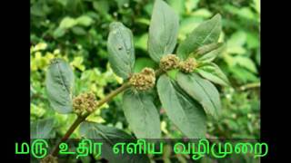 ம௫ உதிர எளிய வழிமுறை  Wart Removal Home Remedy Tamil [upl. by Thesda]