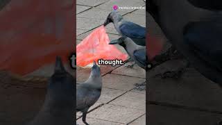 Crows Are Psychopaths  15 Crazy Facts About Crows [upl. by Anirok235]