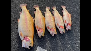 Quarry Lakes Fishing Lightning Trout [upl. by Shirlie]