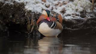 Mandarin Duck Mandarinand [upl. by Aleusnoc]