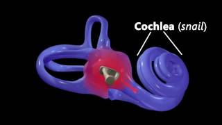 Hearing Ear Anatomy amp Auditory Transduction [upl. by Odericus]