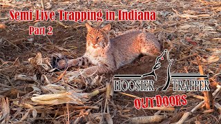 Semi Live Trapping in Indiana Part 2  Ep13 S12 [upl. by Nimesay546]