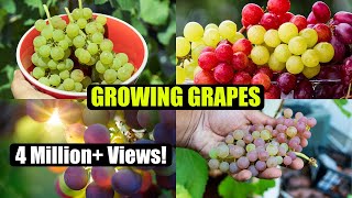 How to Grow Grapes A Complete Garden Growing Guide [upl. by Marie706]