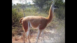 Guanaco del Chaco Paraguayo [upl. by Cynera279]