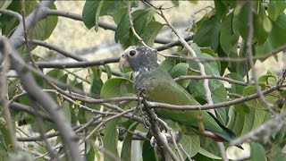 LORO “SENIL” Pionus Senilis [upl. by Bigod853]