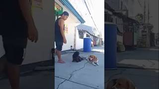 DOG TRAINING BEAGLE AND SHIH TZU  SOCIALIZE TRAINING shorts doglover dogtraining pets dog [upl. by Nichols]