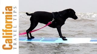 Surfing Dogs  Loews Coronado Bay Resort Surf Dog Competition  California Travel Tips [upl. by Rustie]