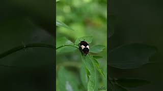 In slow motion a Flower chafer beetle is walking on top of the star gooseberry leaves beetle cute [upl. by Purington446]