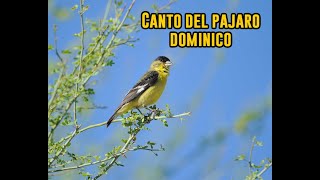 🔴 Canto del pajaro dominico 🐤 [upl. by Othello]