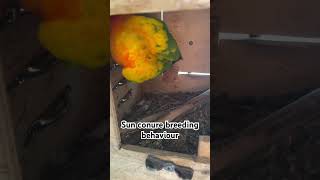 Sun Conure Parrot Breeding Behaviour ytshort shorts viralshort [upl. by Ahsiym]