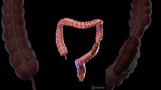 Colon in Motion Peristalsis Up Close meded anatomy 3dmodel [upl. by Irolav]