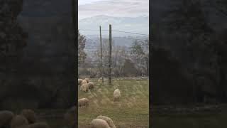 James Last  Einsamer Hirte shortvideo [upl. by Bocock]