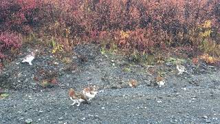 Ptarmigans in the Fall [upl. by Ahsinat]