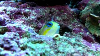 Midas Blenny Cleaning New Home  Dans Saltwater Tank  Video 22 [upl. by Ferino]