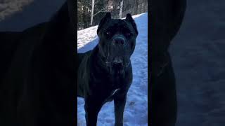 Cane Corso  The Powerful Guardian You Didn’t Know About dogbreeds [upl. by Soutor329]