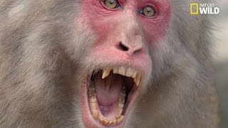 Un mâle macaque japonais attaque une femelle [upl. by Norahs662]