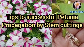 How to grow petunias from cuttings correctly  Easily propagate petunia cuttings in water Petunias [upl. by Harrak]