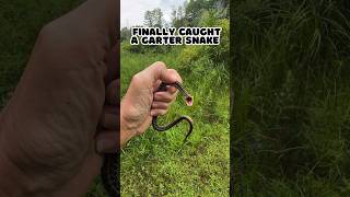 Caught a small Garter Snake reptile shorts [upl. by Quent]