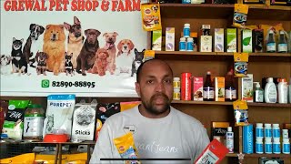 How to Make Your Dog  Puppy  Freshen  Bad Smell  Fresh  Smell  Better  Bhola Shola [upl. by Bray]